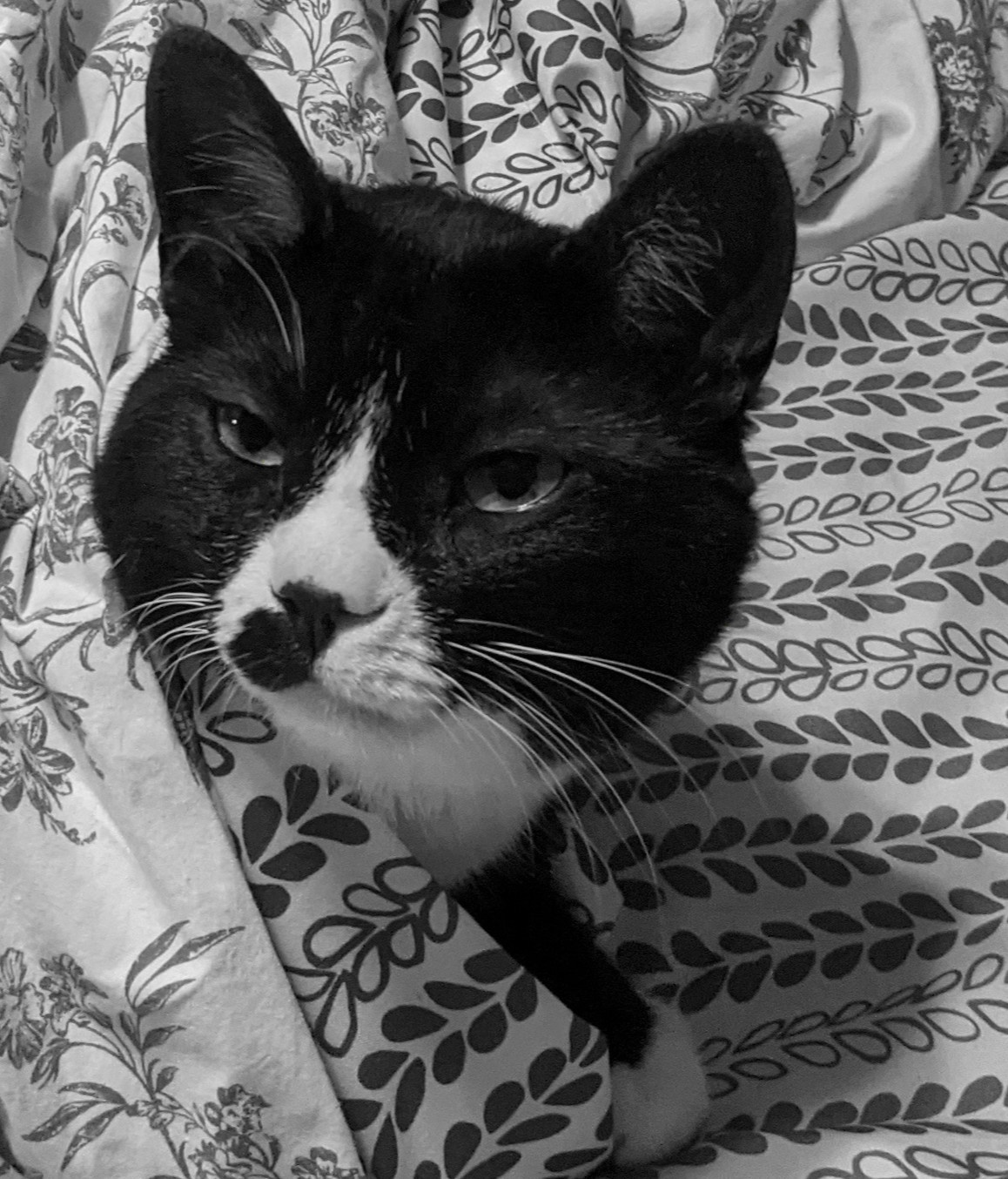 Mowgli the tuxedo cat