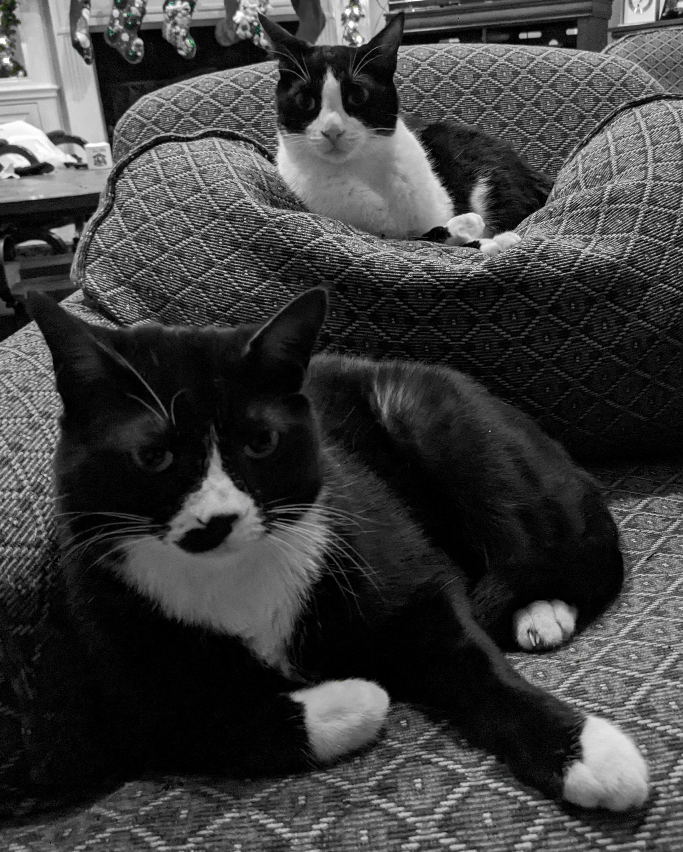 Mowgli the tuxedo cat