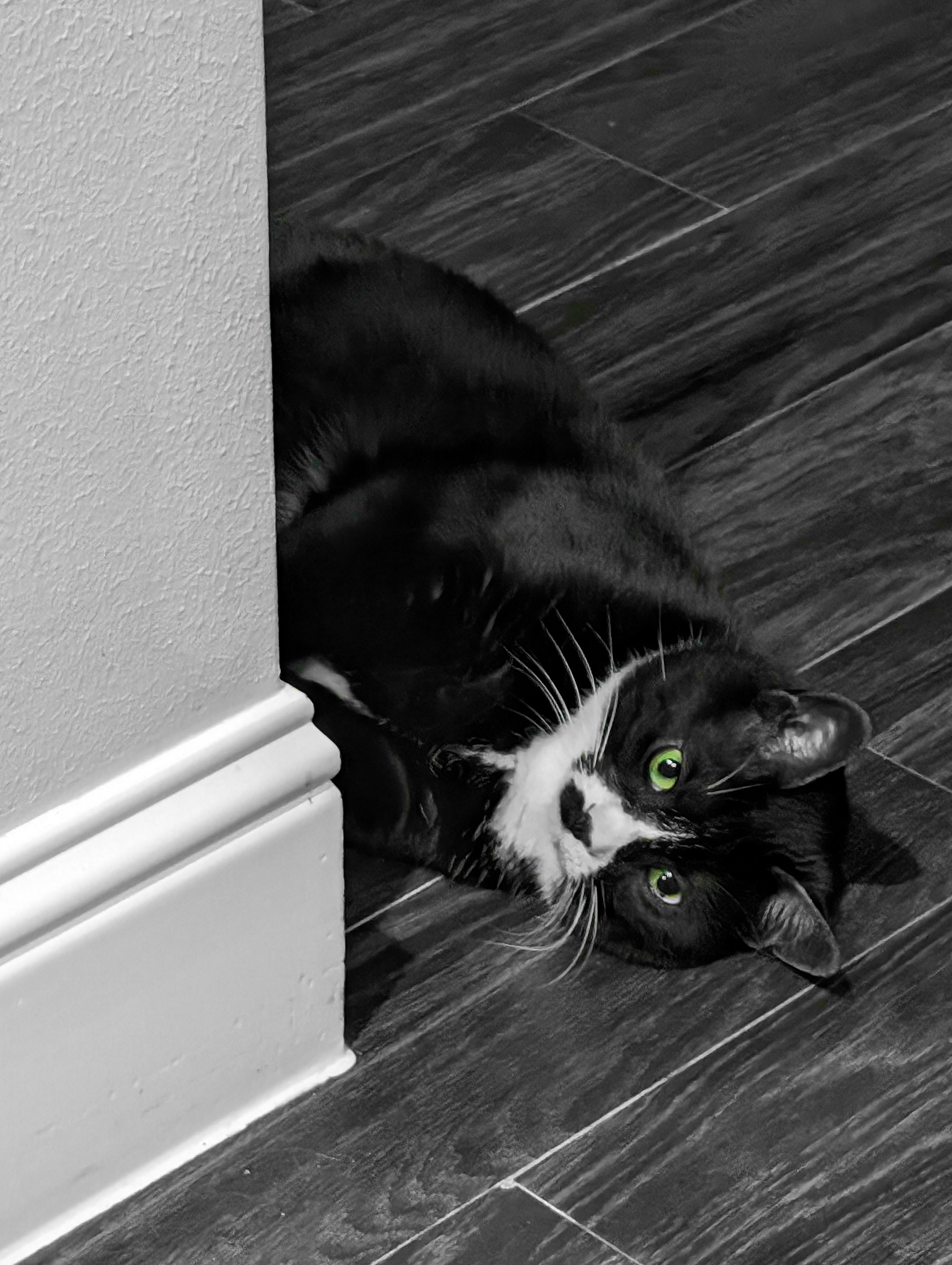 Mowgli the tuxedo cat