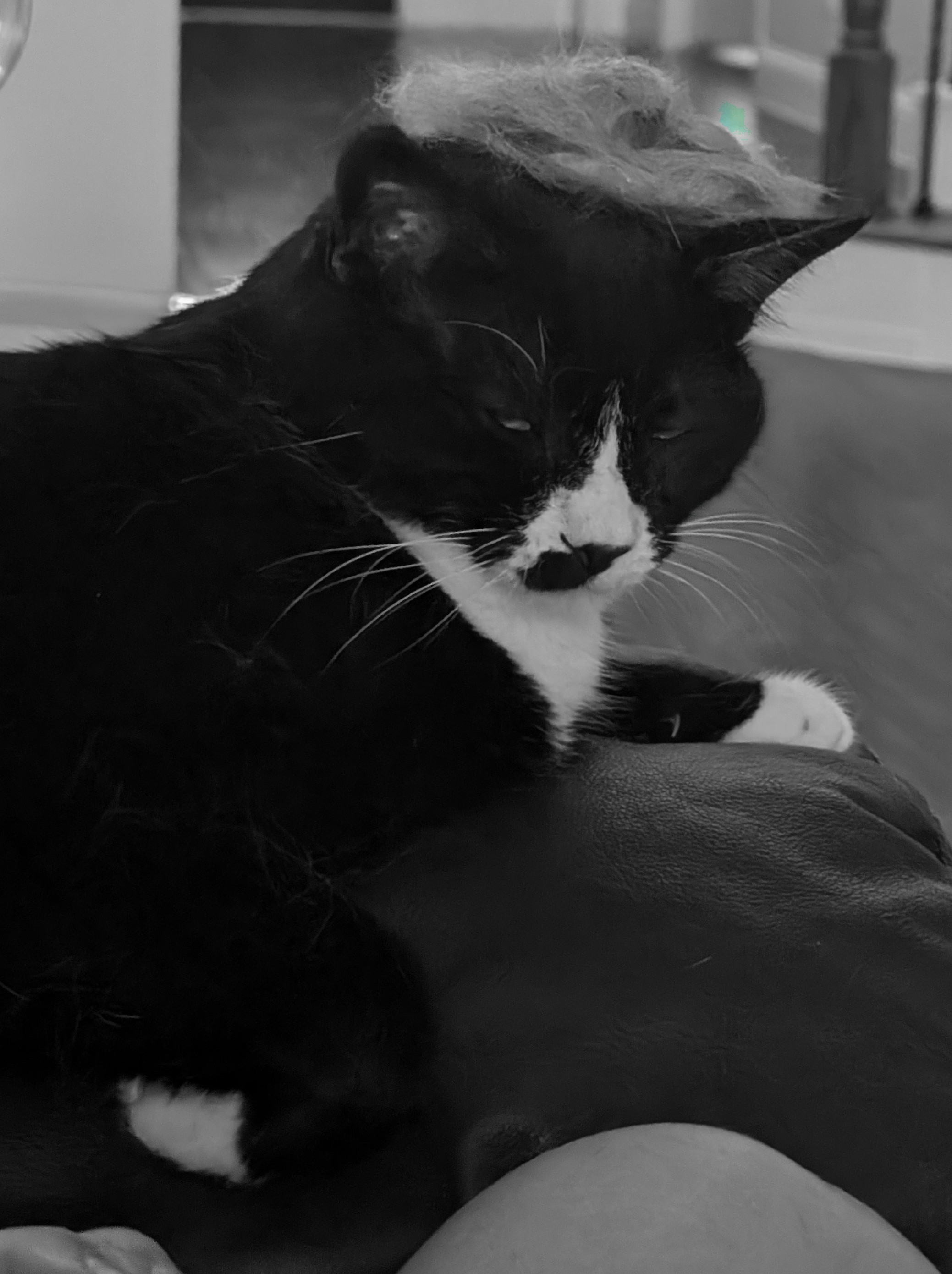 Mowgli the tuxedo cat