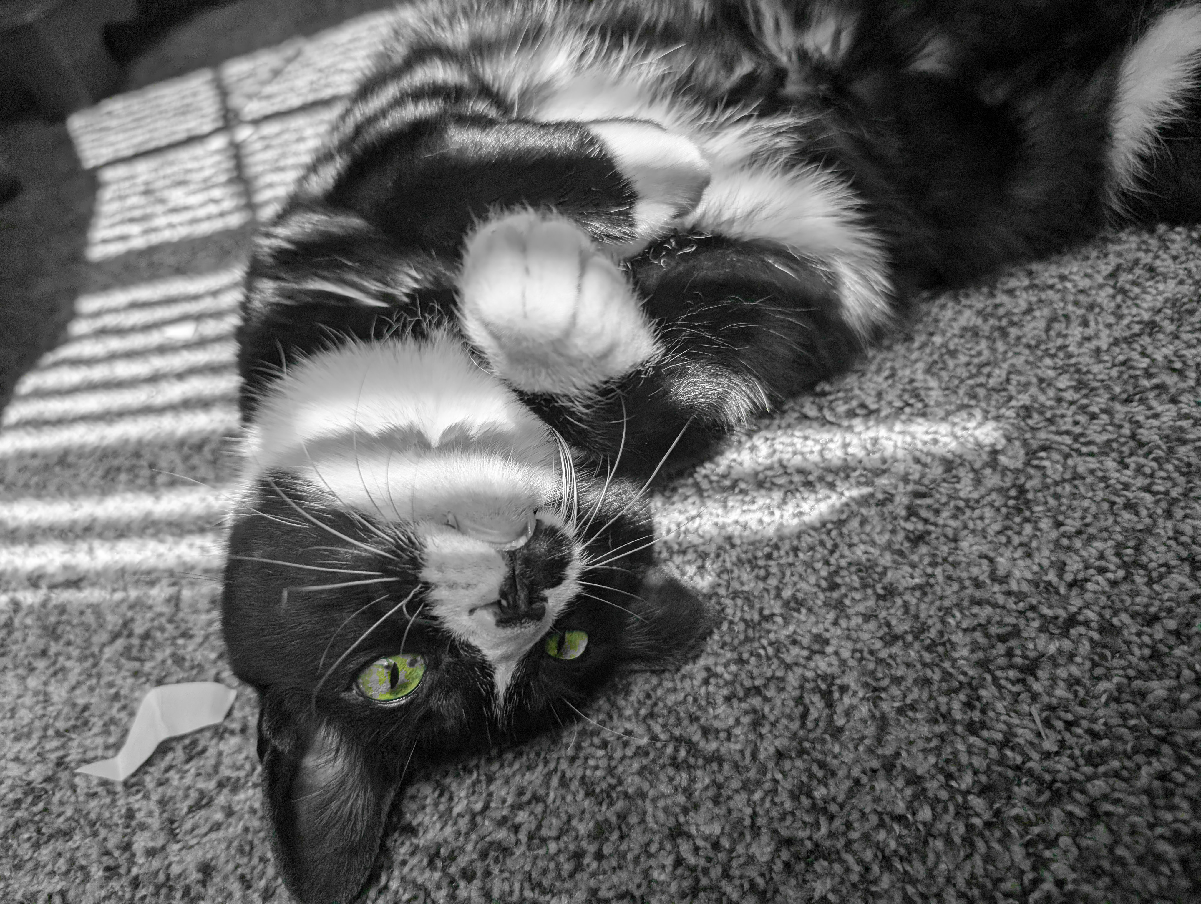 Mowgli the tuxedo cat