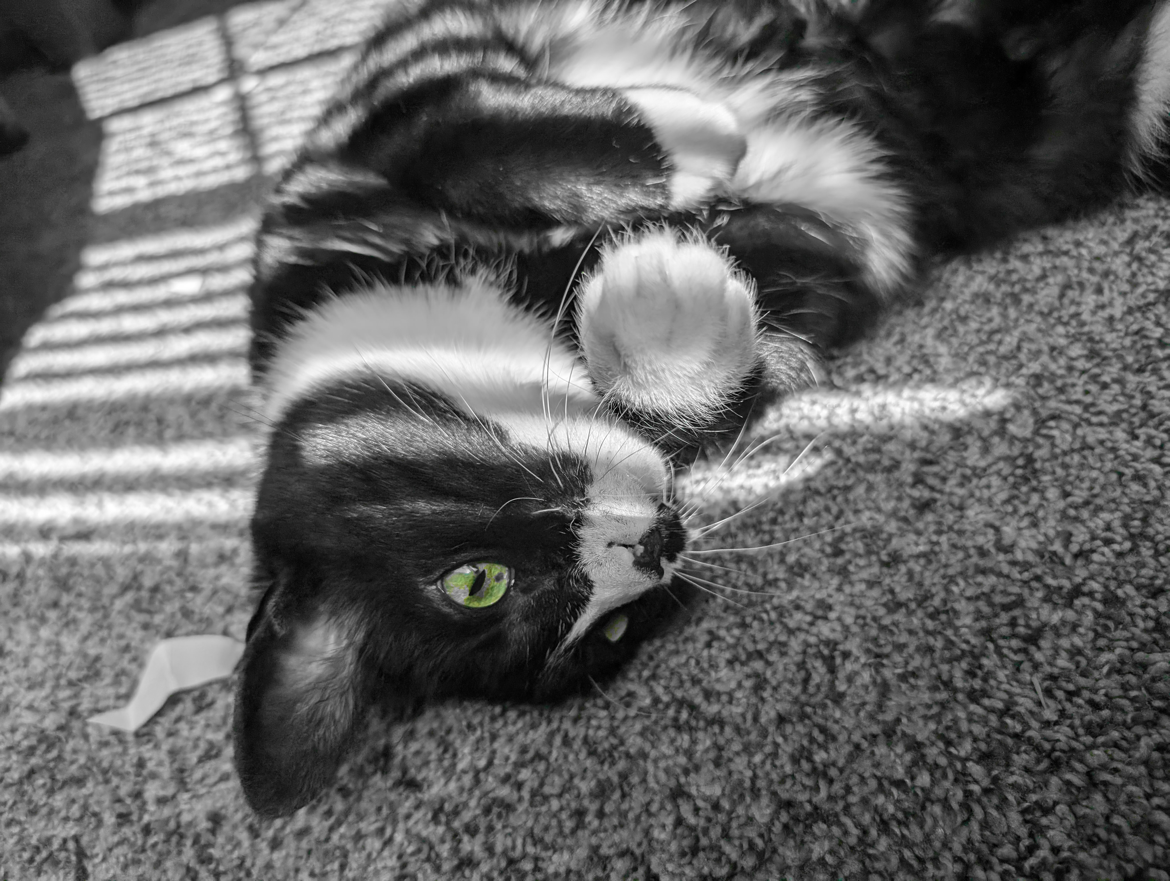 Mowgli the tuxedo cat