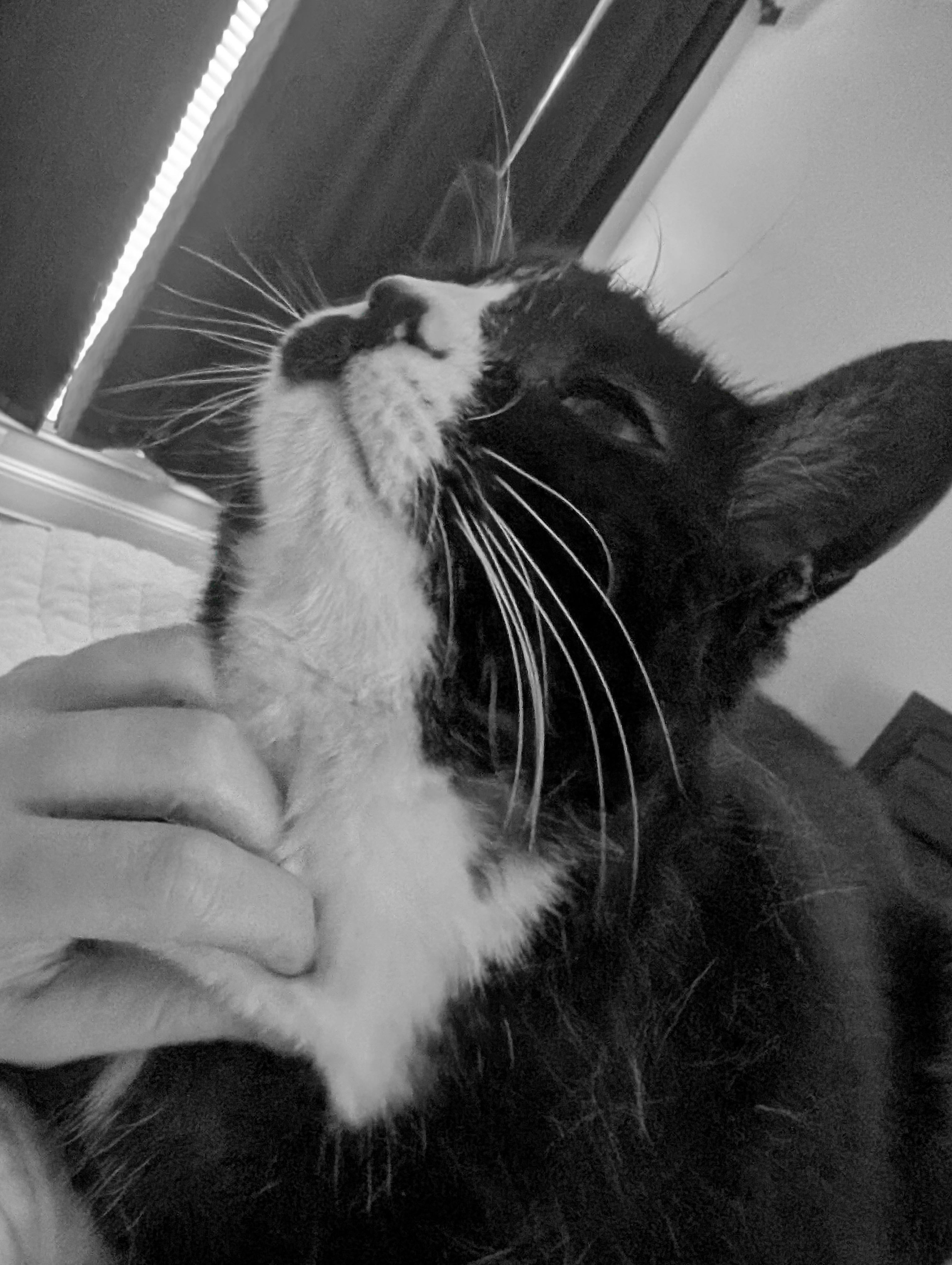 Mowgli the tuxedo cat