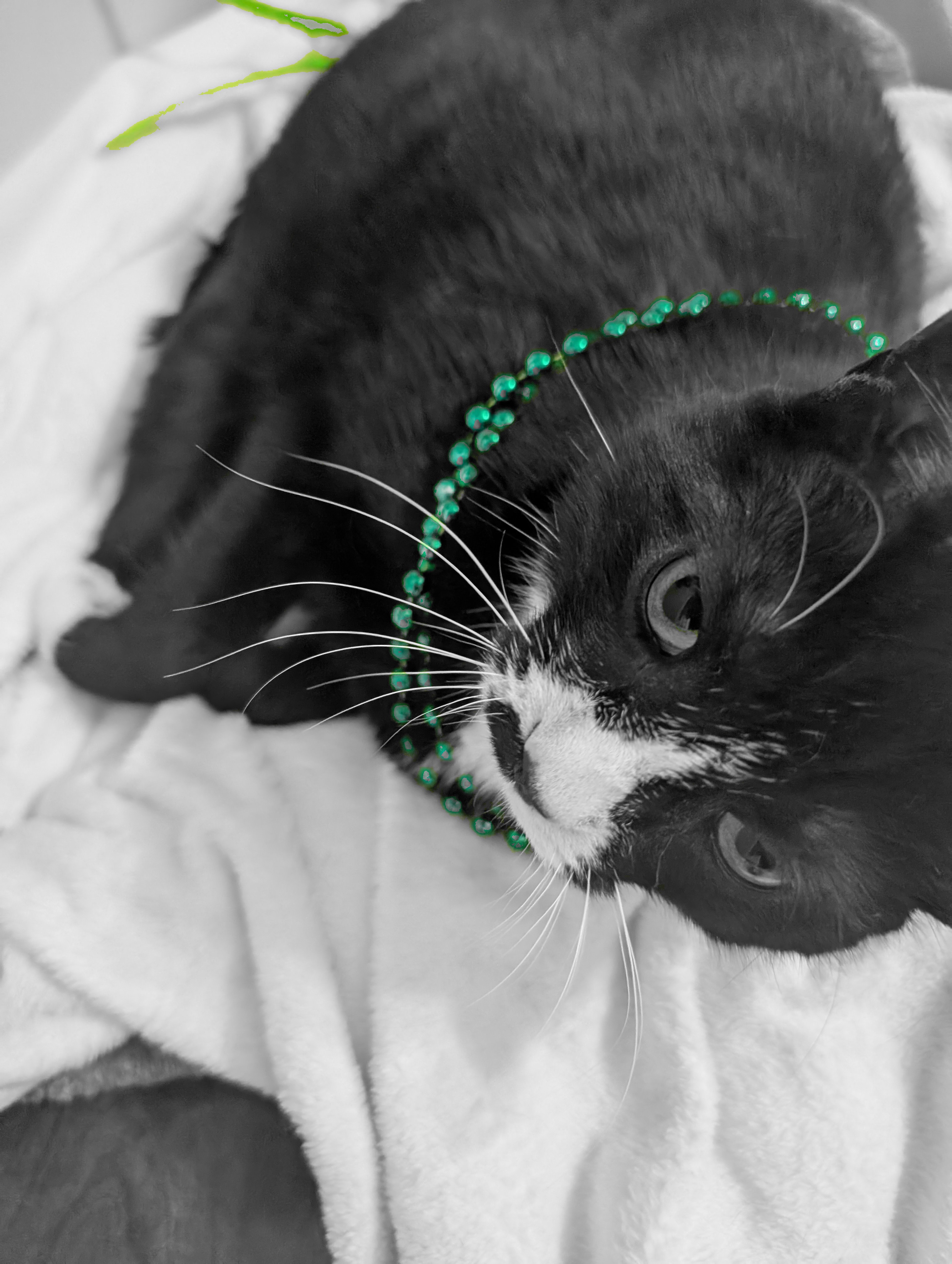 Mowgli the tuxedo cat