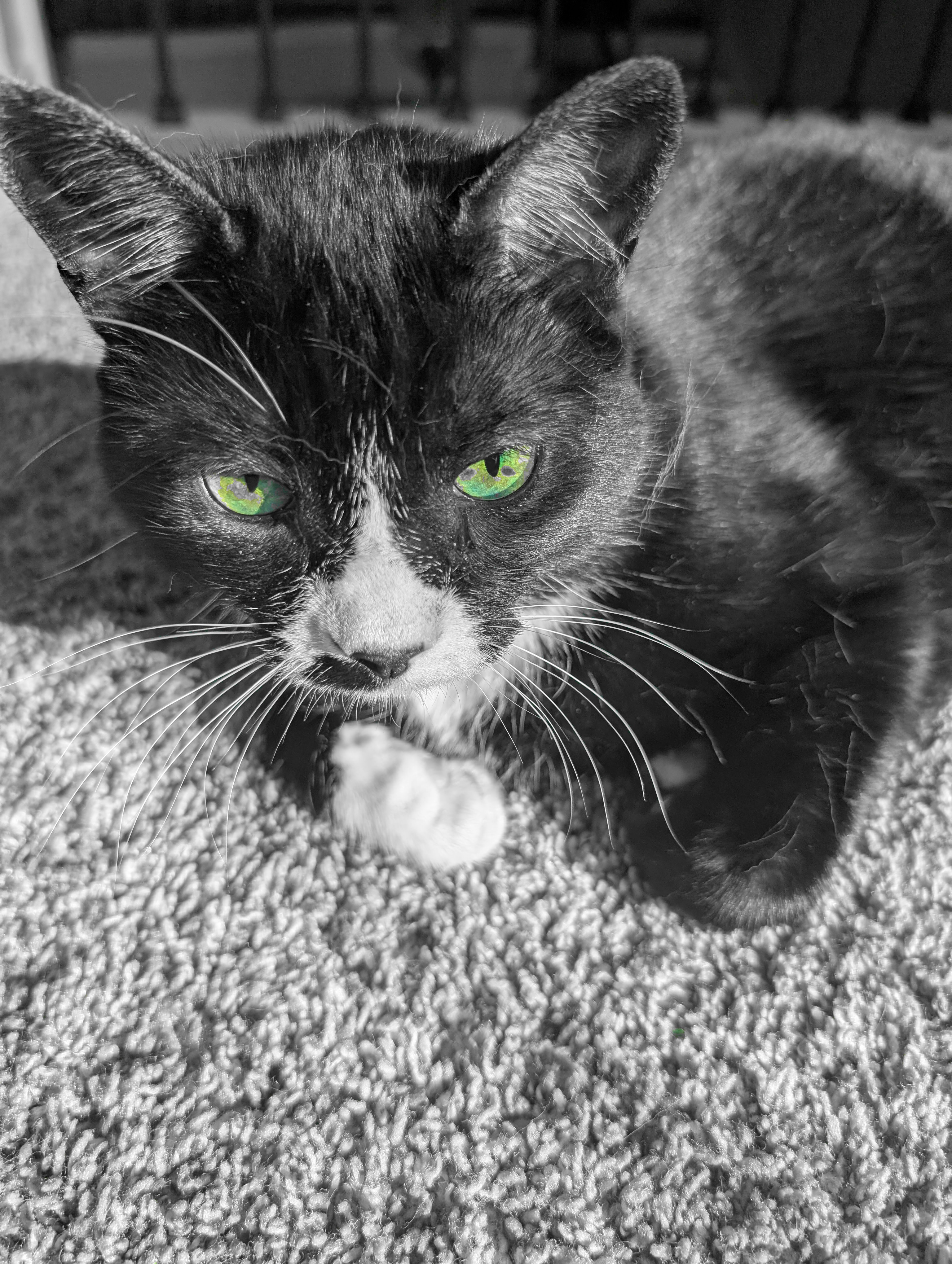 Mowgli the tuxedo cat