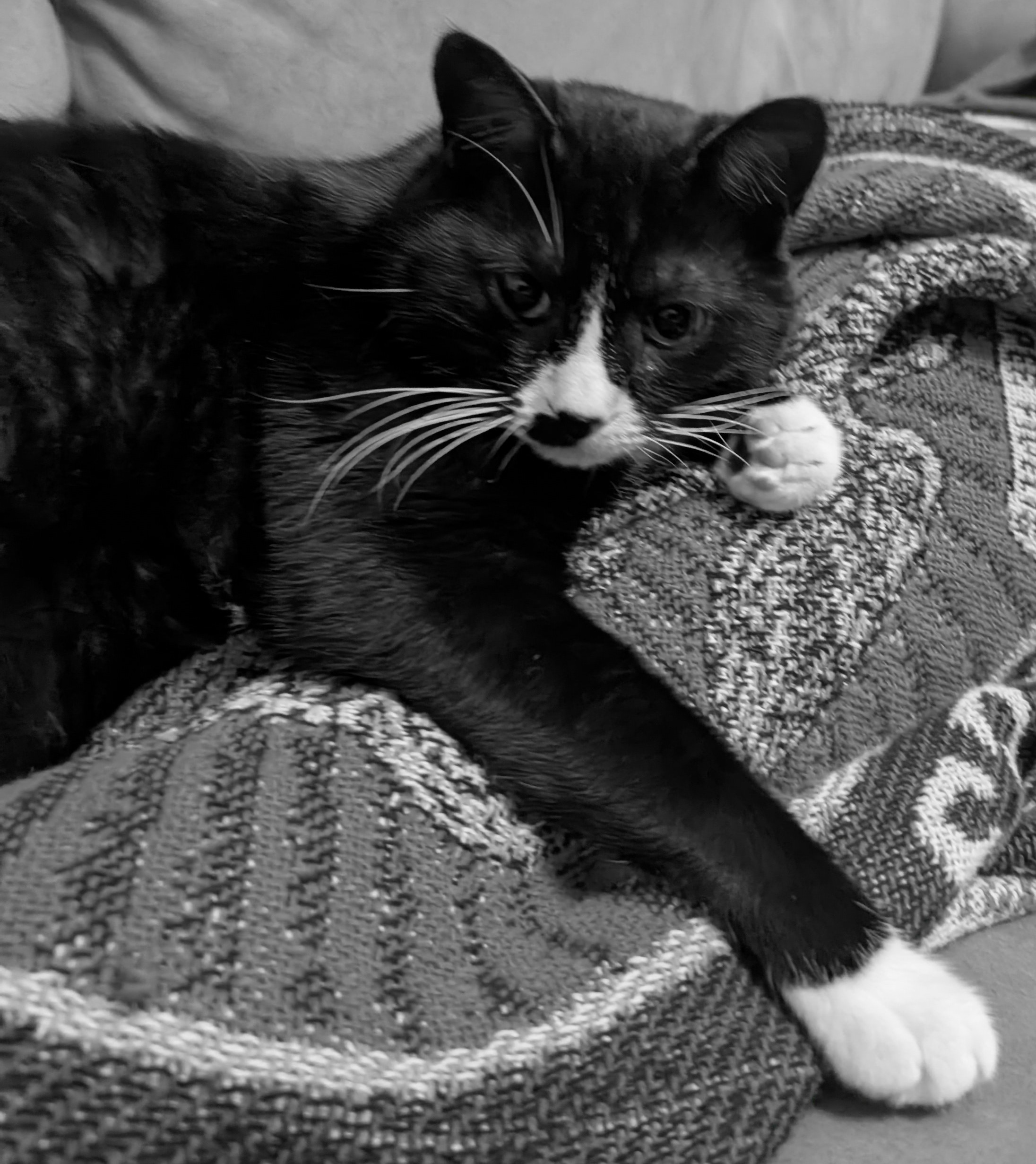 Mowgli the tuxedo cat