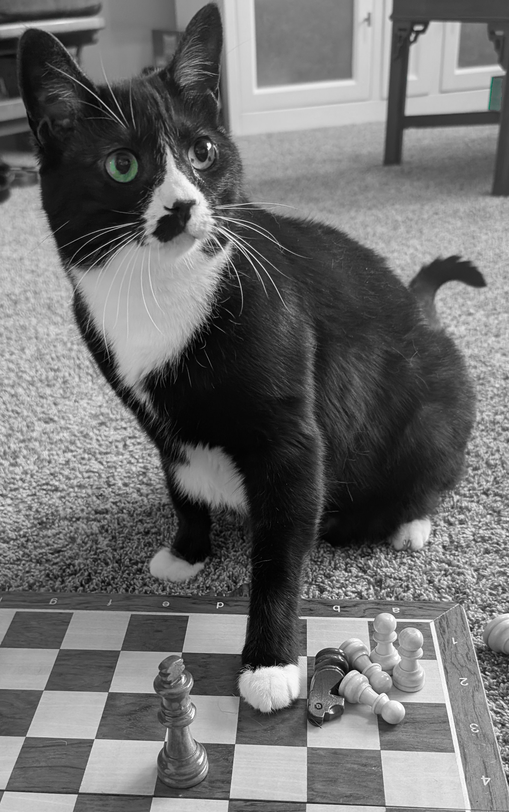 Mowgli the tuxedo cat