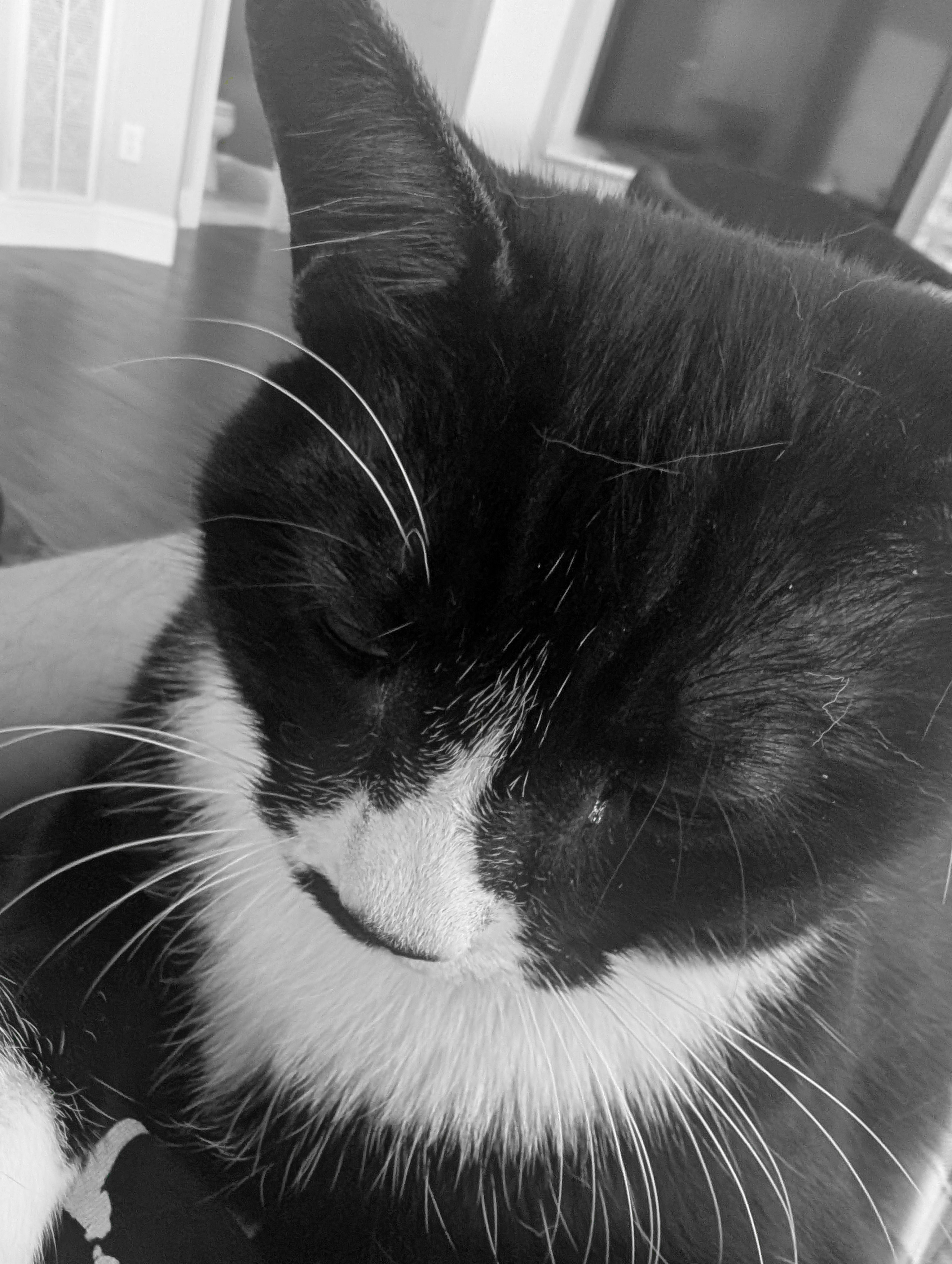 Mowgli the tuxedo cat