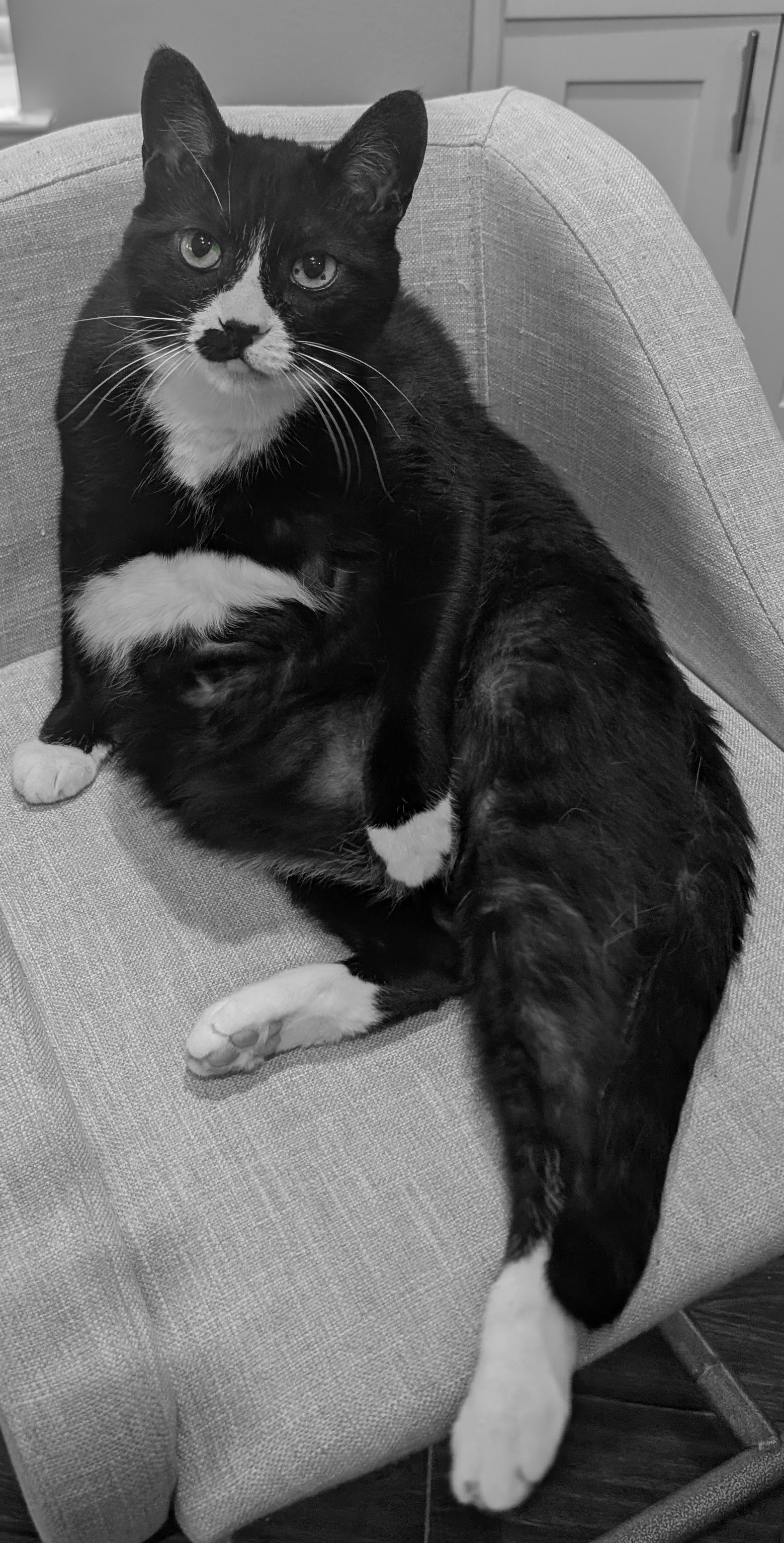 Mowgli the tuxedo cat