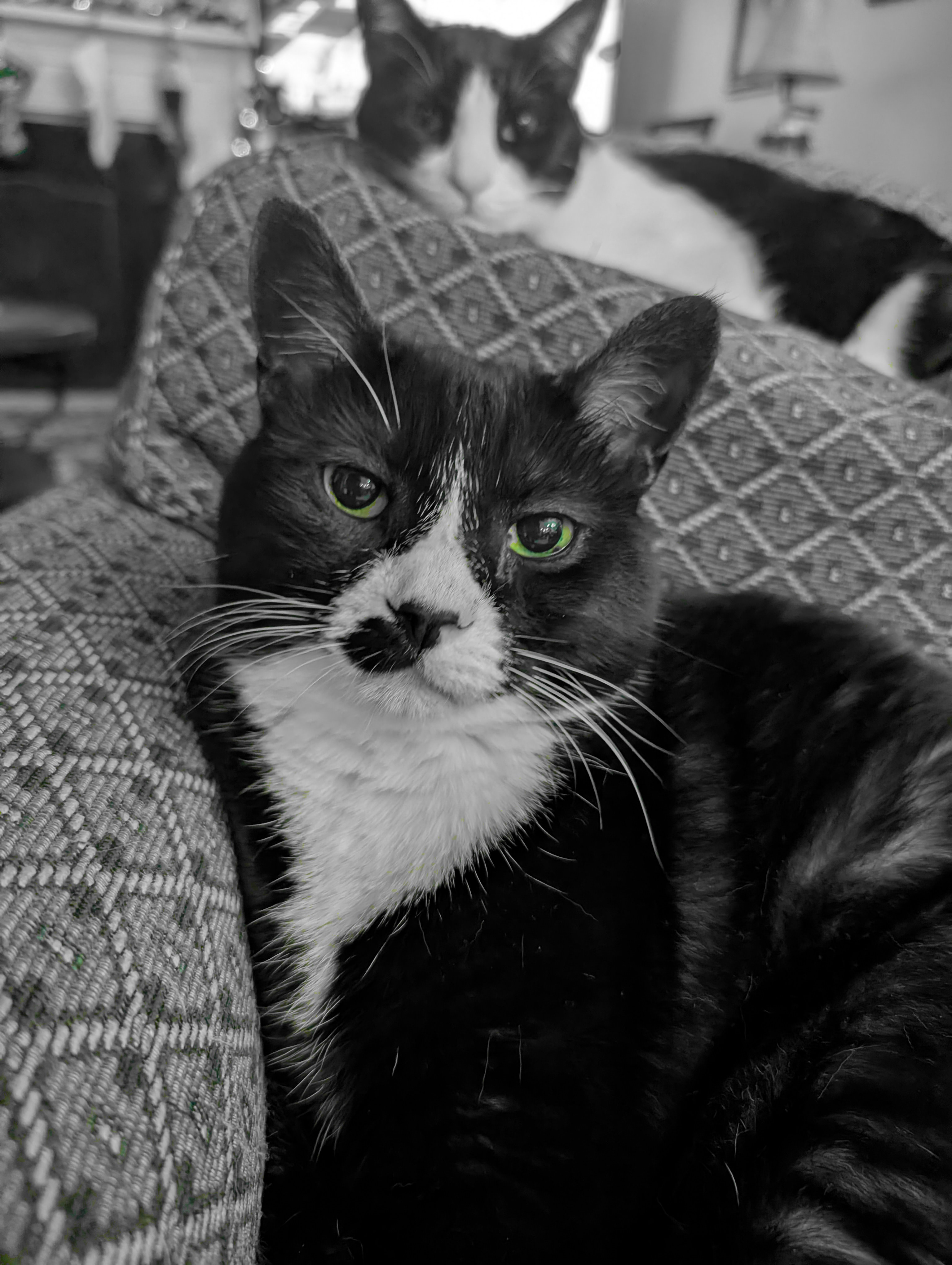Mowgli the tuxedo cat