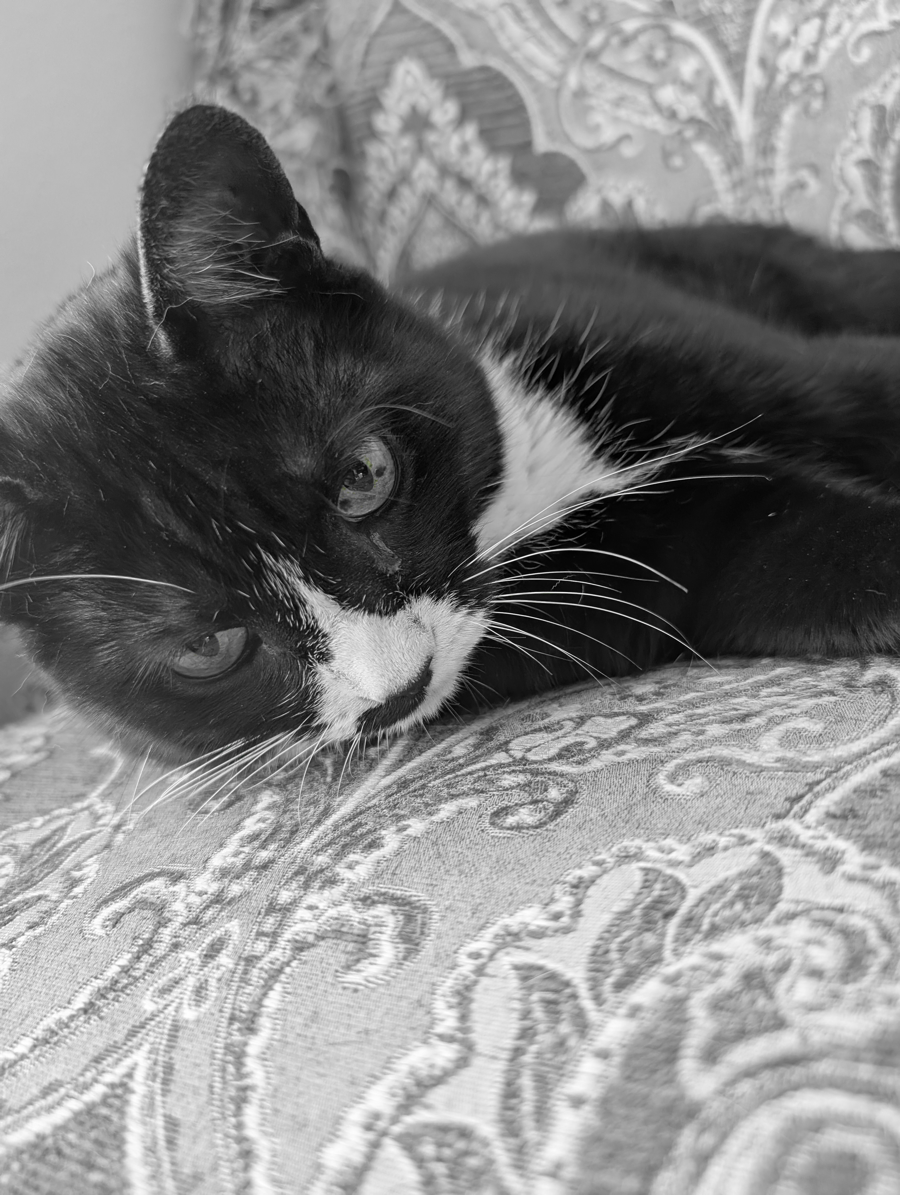 Mowgli the tuxedo cat