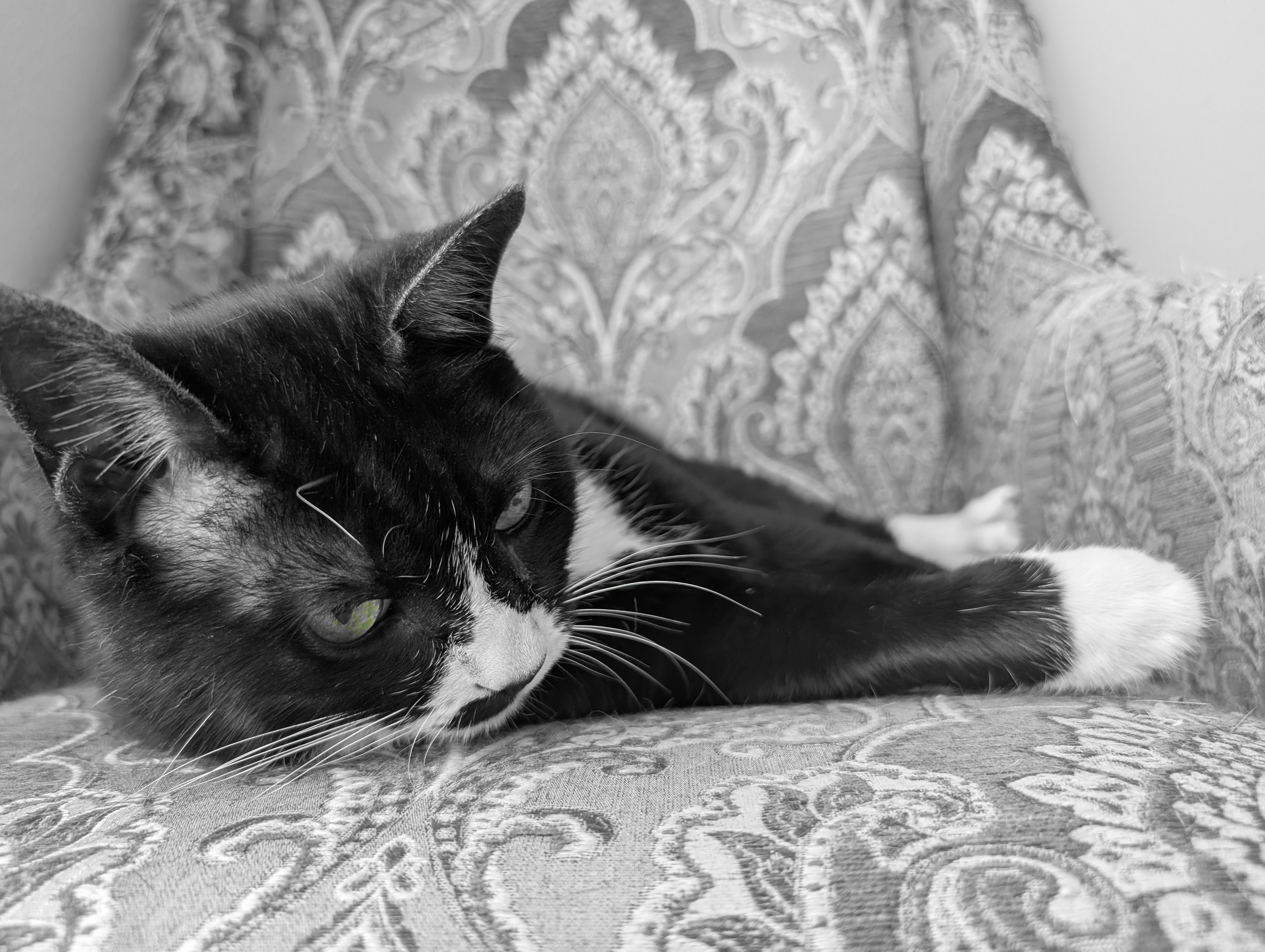 Mowgli the tuxedo cat