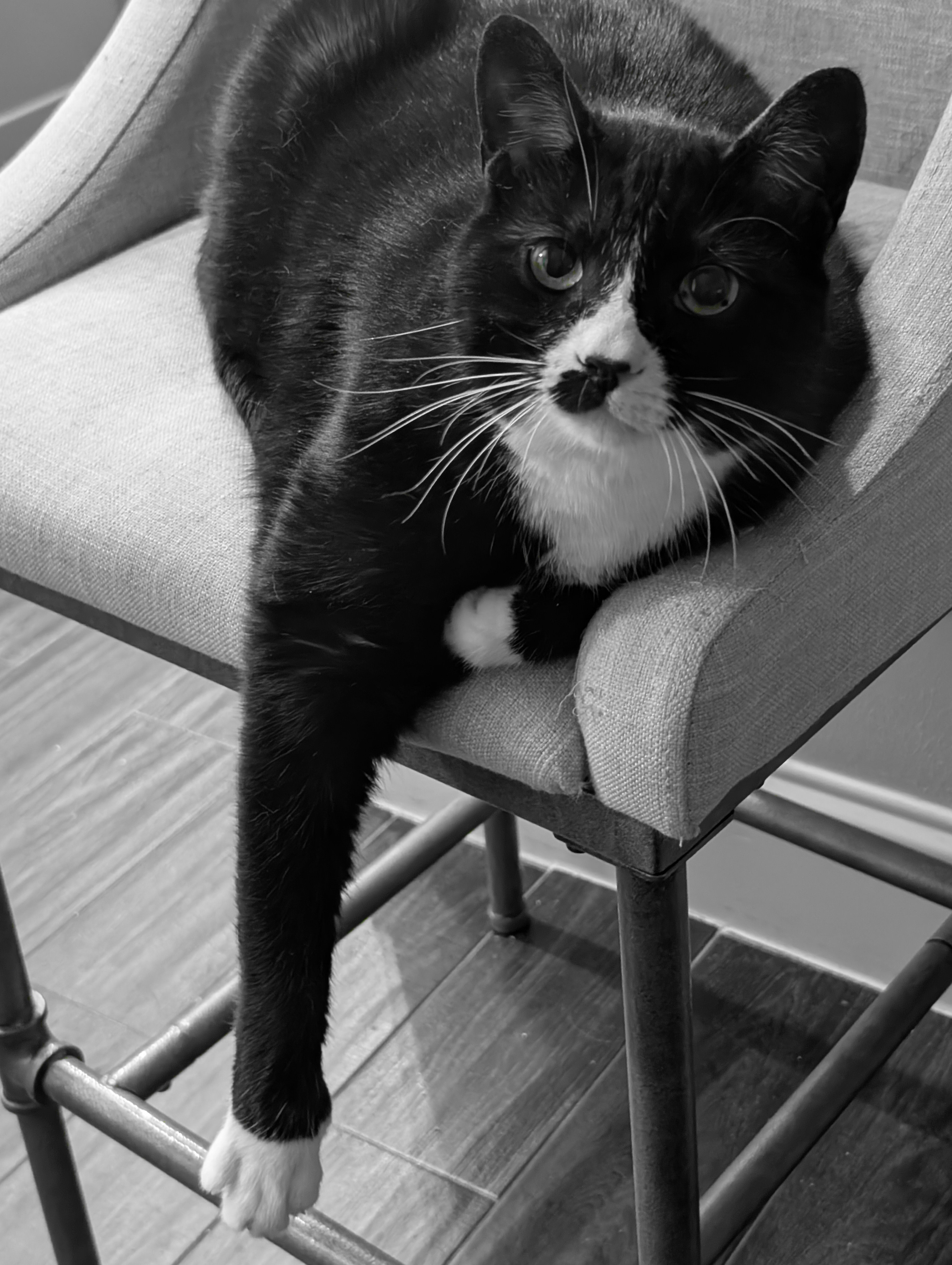 Mowgli the tuxedo cat