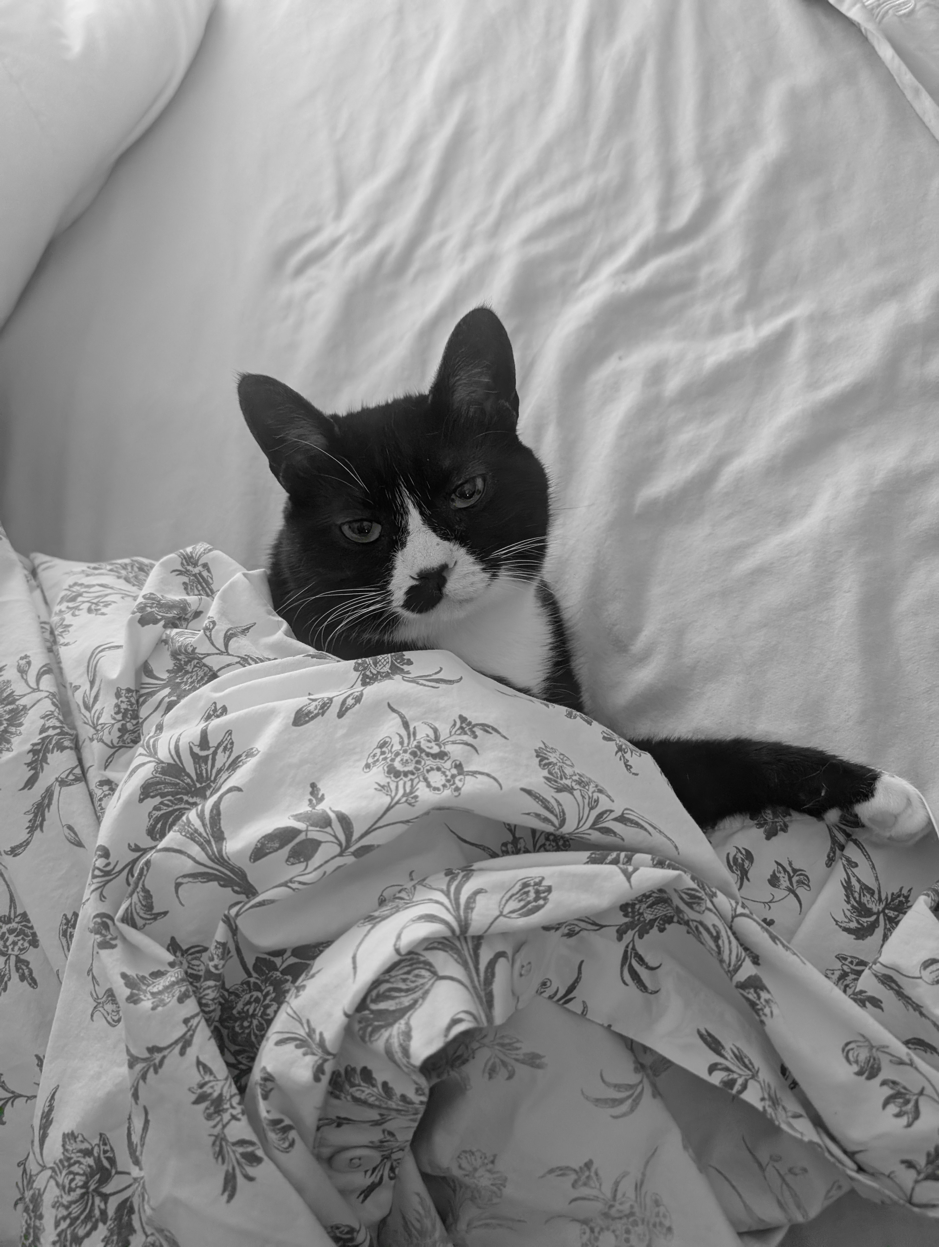 Mowgli the tuxedo cat