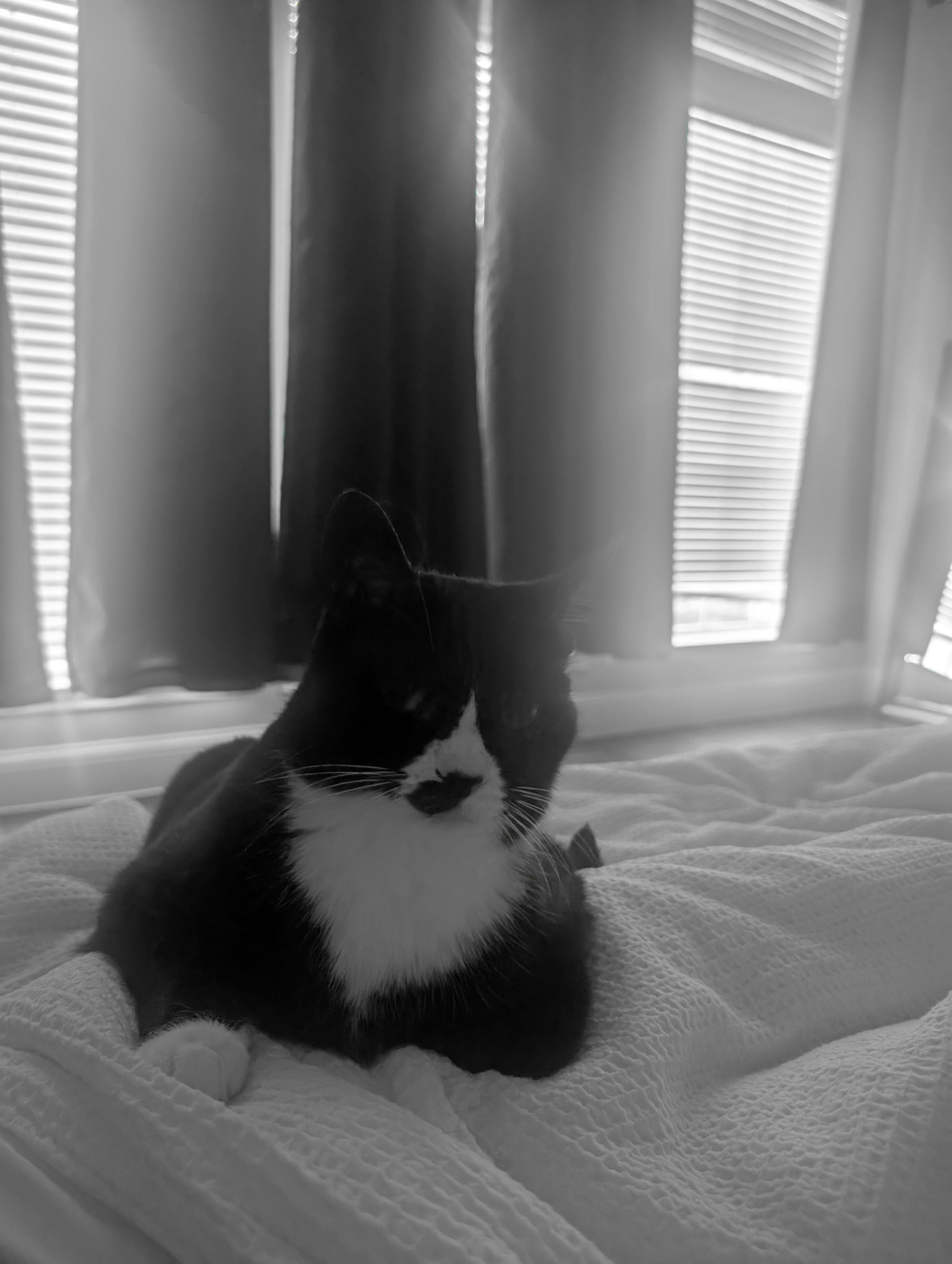 Mowgli the tuxedo cat