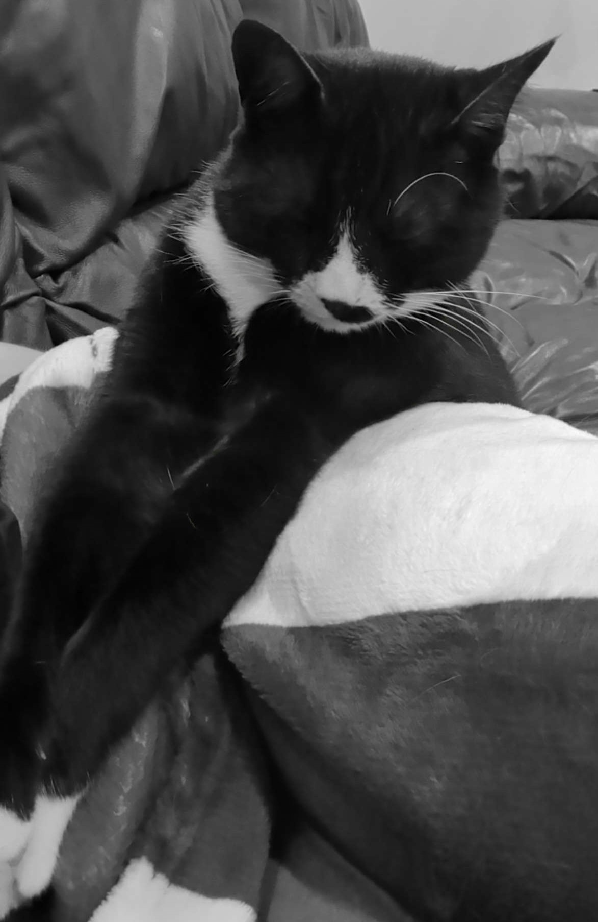 Mowgli the tuxedo cat